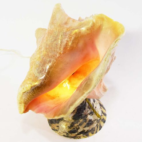 Shell Souvenir Light 8