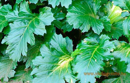 Acanthus Plant Leaves
